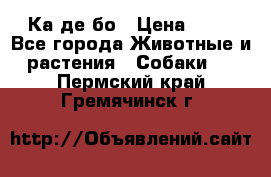 Ка де бо › Цена ­ 25 - Все города Животные и растения » Собаки   . Пермский край,Гремячинск г.